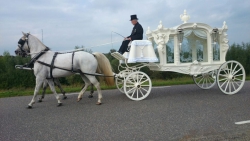 Witte rouwkoets, kan ook met 4 paarden worden getrokken.