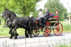 De mail phaeton, bespannen met 2 friese paarden en een hongaars tuig hier kunnen 2 personen mee rijden.